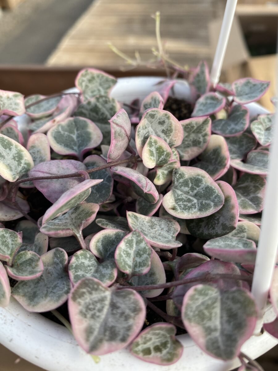 100 PCS Seeds Ceropegia Woodii