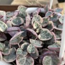 100 PCS Seeds Ceropegia Woodii 100 PCS Seeds Ceropegia Woodii