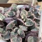 100 PCS Seeds Ceropegia Woodii