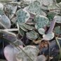 100 PCS Seeds Ceropegia Woodii