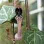 100 PCS Seeds Ceropegia Woodii