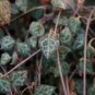 100 PCS Seeds Ceropegia Woodii