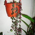 100 PCS Seeds Ceropegia Woodii Flowers Bonsai Parachute Ceropegia Haygarthii 100 PCS Seeds Ceropegia Woodii Flowers Bonsai Parachute Ceropegia Haygarthii