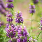20 PCS Seeds Certified Organic Lemon Bee Balm