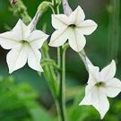 20 PCS Seeds Cestrum Nocturnum Night Blooming Jasmine White Flowers 20 PCS Seeds Cestrum Nocturnum Night Blooming Jasmine White Flowers