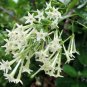 20 PCS Seeds Cestrum Nocturnum Night Blooming Jasmine White Flowers