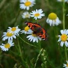 20 PCS Seeds Chamomile German Herbals Flowers Chrysanthemum