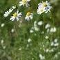 20 PCS Seeds Chamomile German Herbals Flowers Chrysanthemum