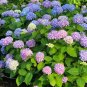 20 PCS Seeds Champagne Hydrangea