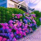 20 PCS Seeds Champagne Hydrangea Bonsai Rare ice Cream Hydrangea Flowers