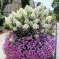 20 PCS Seeds Champagne Hydrangea Bonsai Rare ice Cream Hydrangea Flowers