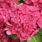 20 PCS Seeds Champagne Hydrangea Seeds Fresh Pink Flowers 20 PCS Seeds Champagne Hydrangea Seeds Fresh Pink Flowers