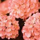 20 PCS Seeds Champagne Hydrangea Seeds Ice Cream Light Orange Flowers 20 PCS Seeds Champagne Hydrangea Seeds Ice Cream Light Orange Flowers