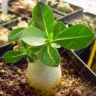 2 PCS Seeds Chansonette' Adenium Desert Rose