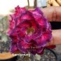 2 PCS Seeds Chansonette' Adenium Desert Rose