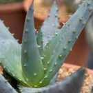 500 PCS Seeds Charming Aloe Mix 500 PCS Seeds Charming Aloe Mix