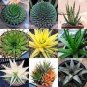 500 PCS Seeds Charming Aloe Mix