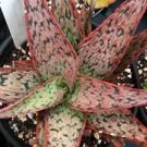500 PCS Seeds Charming Aloe Mix Excellent Houseplants Succulent Aloe Vera Bonsai