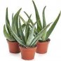 500 PCS Seeds Charming Aloe Mix Excellent Houseplants Succulent Aloe Vera Bonsai