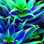 500 PCS Seeds Charming Aloe Mix Excellent Houseplants Succulent Aloe Vera Bonsai