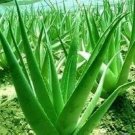 100 PCS Seeds Charming Aloe Mix Excellent Houseplants Succulent Aloe Vera Bonsai 100 PCS Seeds Charming Aloe Mix Excellent Houseplants Succulent Aloe Vera Bonsai