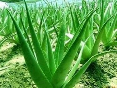 100 PCS Seeds Charming Aloe Mix Excellent Houseplants Succulent Aloe Vera Bonsai