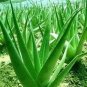 100 PCS Seeds Charming Aloe Mix Excellent Houseplants Succulent Aloe Vera Bonsai