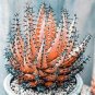 100 PCS Seeds Charming Aloe Mix Excellent Houseplants Succulent Aloe Vera Bonsai