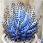 100 PCS Seeds Charming Aloe Mix Excellent Houseplants Succulent Aloe Vera Bonsai