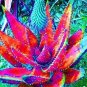 100 PCS Seeds Charming Aloe Mix Excellent Houseplants Succulent Aloe Vera Bonsai
