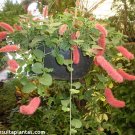 100 PCS Seeds Chenille Plant (Acalypha pendula) Seeds Orange Color Bonsai Perennial Hanging Plants 100 PCS Seeds Chenille Plant (Acalypha pendula) Seeds Orange Color Bonsai Perennial Hanging Plants