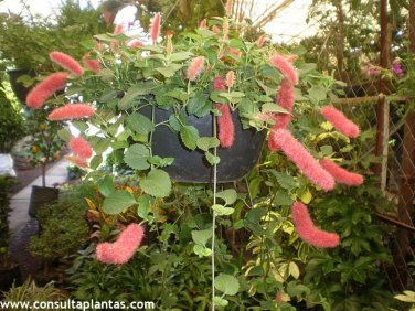 100 PCS Seeds Chenille Plant (Acalypha pendula) Seeds Orange Color Bonsai Perennial Hanging Plants