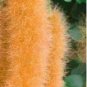 100 PCS Seeds Chenille Plant (Acalypha pendula) Seeds Orange Color Bonsai Perennial Hanging Plants