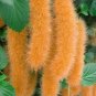 100 PCS Seeds Chenille Plant (Acalypha pendula) Seeds Orange Color Bonsai Perennial Hanging Plants
