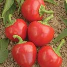 20 PCS Seeds Cherry Bomb Red Hot Chile Pepper 20 PCS Seeds Cherry Bomb Red Hot Chile Pepper