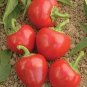 20 PCS Seeds Cherry Bomb Red Hot Chile Pepper