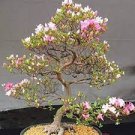 20 PCS Seeds Cherry Bonsai Bonsai Tree Japanese New Blossoms Sakura 20 PCS Seeds Cherry Bonsai Bonsai Tree Japanese New Blossoms Sakura