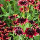 200 PCS Seeds Cherry Dark Red Black Eyed Coneflowers Echinacea 200 PCS Seeds Cherry Dark Red Black Eyed Coneflowers Echinacea