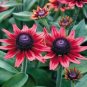 200 PCS Seeds Cherry Dark Red Black Eyed Coneflowers Echinacea