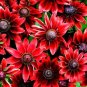 200 PCS Seeds Cherry Dark Red Black Eyed Coneflowers Echinacea