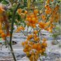 100 PCS Seeds Cherry Tomato Mini Golden Round Fruit