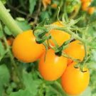 100 PCS Seeds Cherry Tomato 'Yellow Grape' Fruit