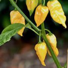 15 PCS Seeds Chili Habanero Lemon Hot Pepper yellow organic non-gmo vegetables 15 PCS Seeds Chili Habanero Lemon Hot Pepper yellow organic non-gmo vegetables