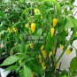 15 PCS Seeds Chili Habanero Lemon Hot Pepper yellow organic non-gmo vegetables