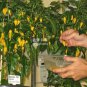 15 PCS Seeds Chili Habanero Lemon Hot Pepper yellow organic non-gmo vegetables
