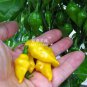 15 PCS Seeds Chili Habanero Lemon Hot Pepper yellow organic non-gmo vegetables