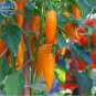 20 PCS Seeds Chilli Bulgarian Carrot Hot Pepper