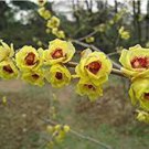 20 PCS Seeds Chimonanthus praecox Wintersweet Potted Plants Home Garden