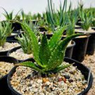 100 PCS Seeds China Aloe Vera Succulent Plant Rare Herbs Tree Mini Flower