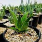 100 PCS Seeds China Aloe Vera Succulent Plant Rare Herbs Tree Mini Flower